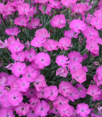 Dianthus hybrid Paint the Town Fuchsia (Paint the Town Fuchsia Pinks)