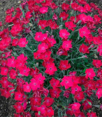 Dianthus hybrid Paint the Town Magenta (Paint the Town Magenta Pinks)