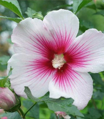 Hibiscus x Paraplu Pink Ink® (Paraplu Pink Ink® Rose of Sharon)