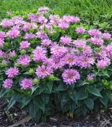 Monarda didyma Pardon My Lavender (Pardon My Lavender Bee Balm)