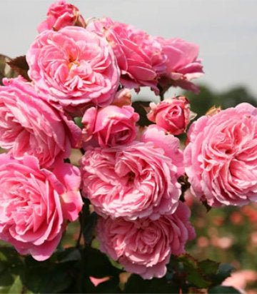 Rosa Parfuma® Summer Romance™; (Parfuma® Summer Romance™; Floribunda Rose)
