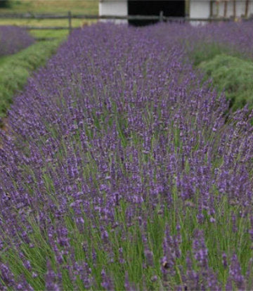 Lavandula x intermedia Phenomenal® (Phenomenal® Lavender)