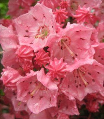 Kalmia lat. Pink Charm (Pink Charm Mountain Laurel)