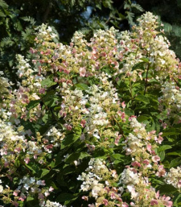 Hydrangea pan. Pink Diamond (Pink Diamond Panicle Hydrangea)
