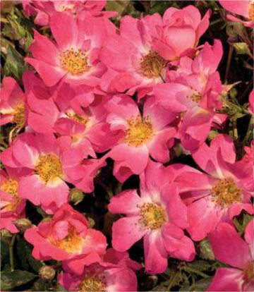 Rosa Pink Drift® (Pink Drift® Rose)