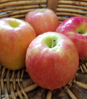 Malus Pink Lady (Pink Lady Apple)