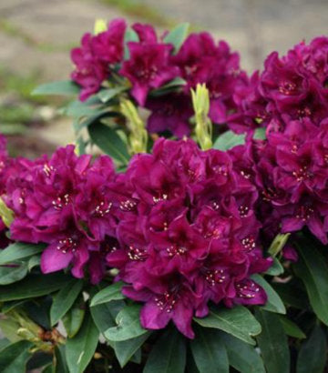 Rhododendron Polarnacht (Polar Night Rhododendron)