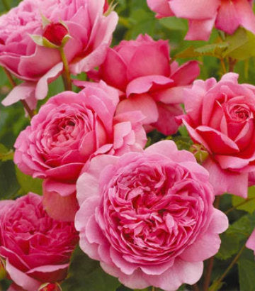 Rosa Princess Alexandra of Kent (Princess Alexandra of Kent English Rose)