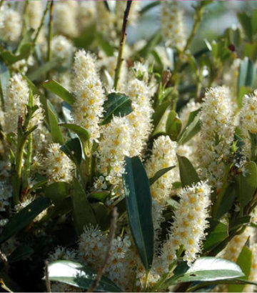 Prunus laurocerasus Otto Luyken (Otto Luyken Laurel)