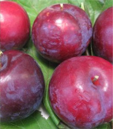 Prunus 'Bruce' (Bruce Japanese Plum)