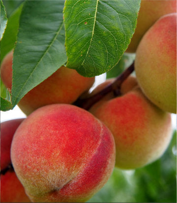 Prunus persica Madison (peach)