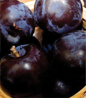 Prunus x BlackIce® (plum)