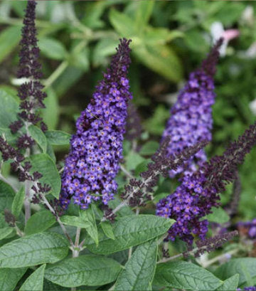 Buddleia x Pugster Blue® (Pugster Blue® Butterfly Bush)
