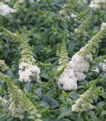 Buddleia x Pugster White® (Pugster White® Butterfly Bush)