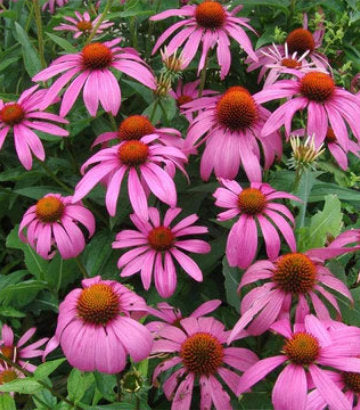 Echinacea purpurea (Purple Coneflower)