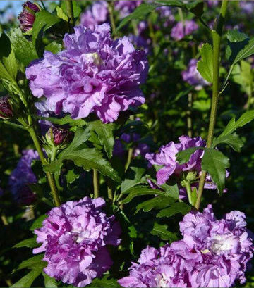Hibiscus syriacus French Cabaret™; (Purple Hibiscus)