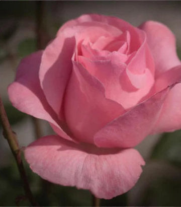 Rosa Queen Elizabeth (Queen Elizabeth Grandiflora Rose)