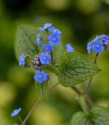 Brunnera macrophylla 'Queen of Hearts' (Queen of Hearts Heartleaf Brunnera)