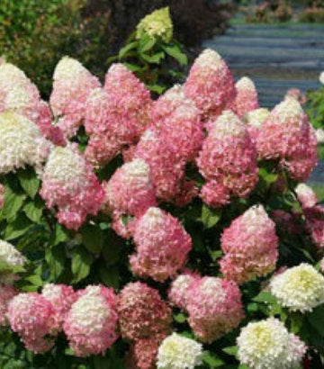 Hydrangea pan. Quick Fire Fab® (Quick Fire Fab® Panicle Hydrangea)