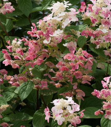 Hydrangea pan. Quick Fire® (Quick Fire® Hydrangea)