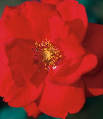 Rosa Ramblin' Red (Ramblin' Red Climbing Rose)