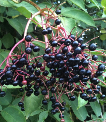 Sambucus canadenis 'Ranch' (Ranch Elderberry)