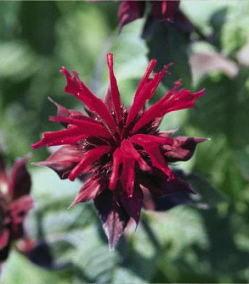 Monarda Raspberry Wine (Raspberry Wine Beebalm)