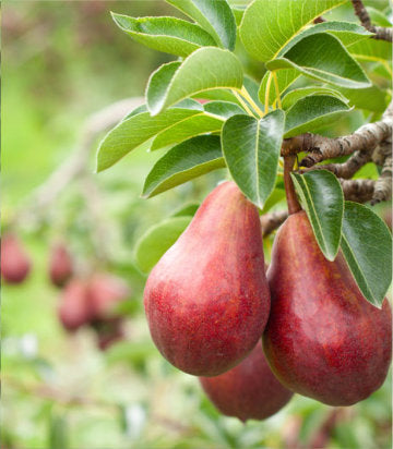 Pyrus X Red Bartlett (Red Bartlett Pear)