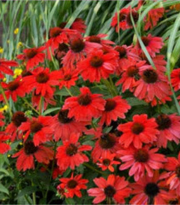 Echinacea x Panama™; Red (Coneflower)
