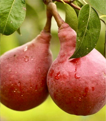 Pyrus communis 'Red D' Anjou' (Red D' Anjou Pear)