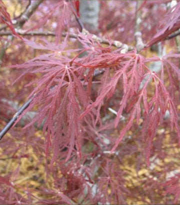 Acer palmatum dissectum 'Red Dragon' (Red Dragon Weeping Japanese Maple)