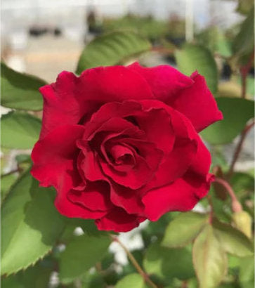 Rosa Brindabella Roses® Red Empress (Red Empress Florabunda Rose)