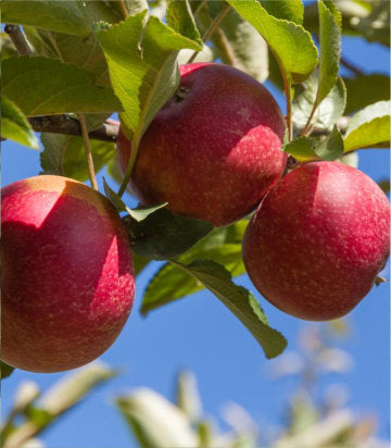 Malus 'Red Rome' (Red Rome Apple)