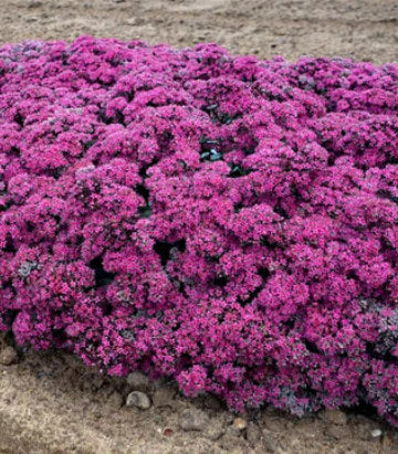 Sedum hybrid Rock 'N Grow® Superstar (Rock 'N Grow® Superstar Stonecrop)