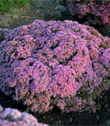 Sedum hybrid Rock 'N Round® 'Pride and Joy' (Rock 'N Round® 'Pride and Joy' Stonecrop)