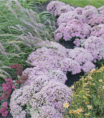 Sedum hybrid Rock 'N Round® Pure Joy (Rock 'N Round® Pure Joy Stonecrop)