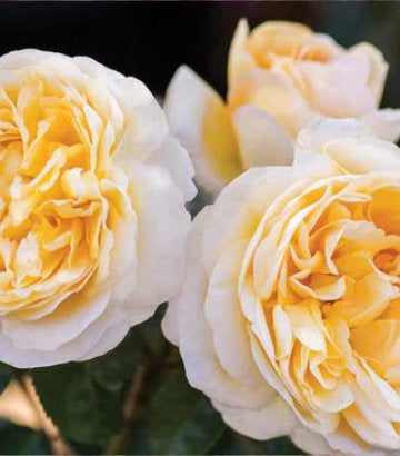 Rosa Romantica® Moonlight (Romantica® Moonlight Hybrid Tea Rose)