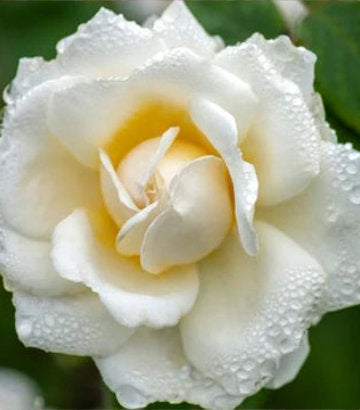 Rosa Cloud 10™ Rosa Crimson Bouquet; (Climbing Rose)