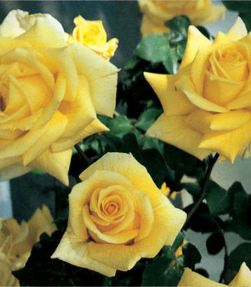 Rosa Royal Gold (Royal Gold Climbing Rose)