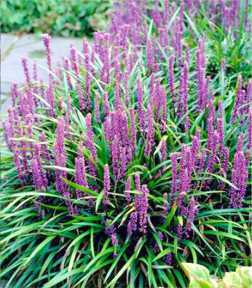 Liriope muscari 'Royal Purple' (Royal Purple Lily Turf)