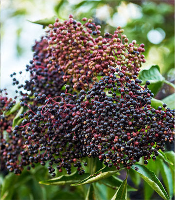 Sambucus canadensis x 'Wyldewood'