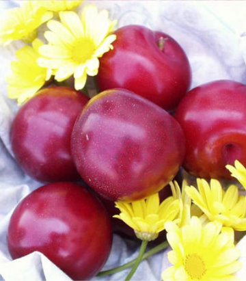 Prunus X Santa Rosa (Santa Rosa Plum)