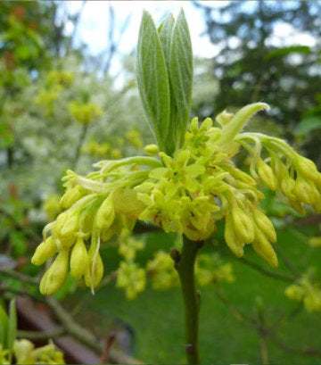 Sassafras albidum (Sassafras)