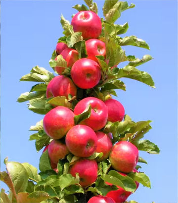 MALUS `SCARLET SENTINEL` (APPLE)
