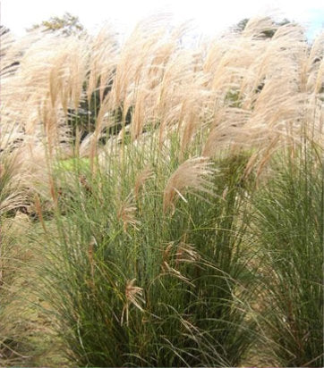 Miscanthus sinensis Scout™; (Scout Maiden Grass)