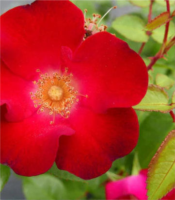 Rosa Screaming Neon Red™; (Screaming Neon Red™; Shrub Rose)