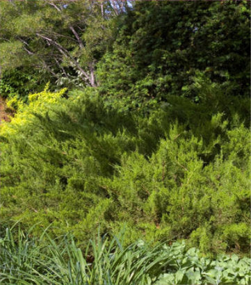 Juniperus chinensis Sea Green (Sea Green Juniper)
