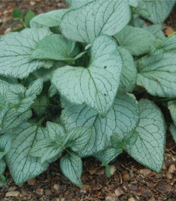 Brunnera Sea Heart (Sea Heart Forget Me Not)