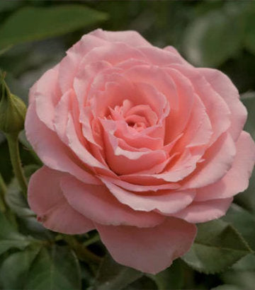 Rosa Sexy Rexy (Sexy Rexy Floribunda Rose)