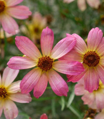 Coreopsis Permathread™; 'Shades of Rose' (Shades of Rose Threadleaf Tickseed)